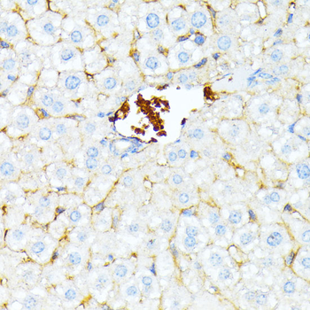 alpha 1 Spectrin Rabbit pAb