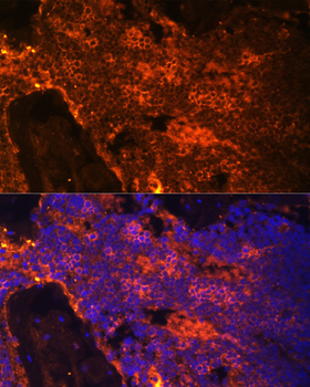 alpha 1 Spectrin Rabbit pAb