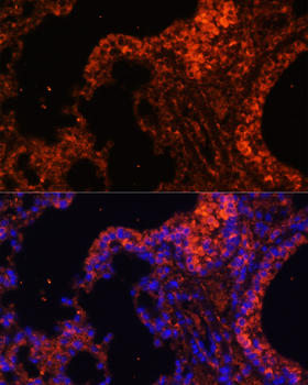 alpha 1 Spectrin Rabbit pAb