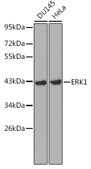 [KD Validated] ERK1 Rabbit pAb