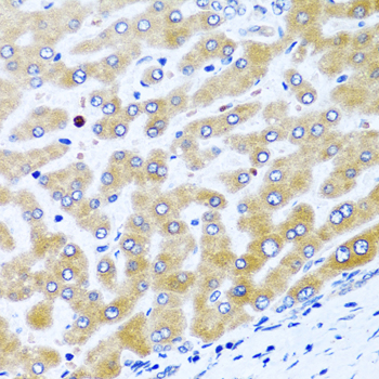 CCL21 Rabbit pAb
