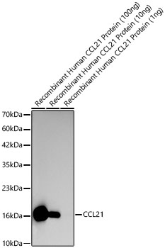 CCL21 Rabbit pAb