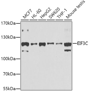 EIF3C Rabbit pAb