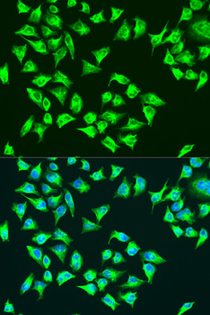 ATP6 Rabbit pAb