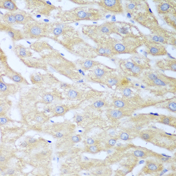 NUDT15 Rabbit pAb
