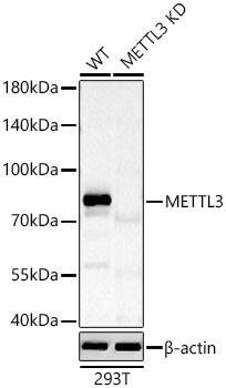 METTL3 Rabbit pAb