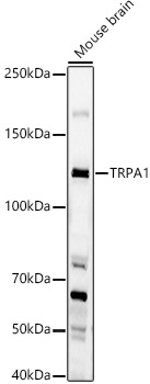 TRPA1 Rabbit pAb