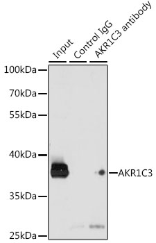AKR1C3 Rabbit pAb
