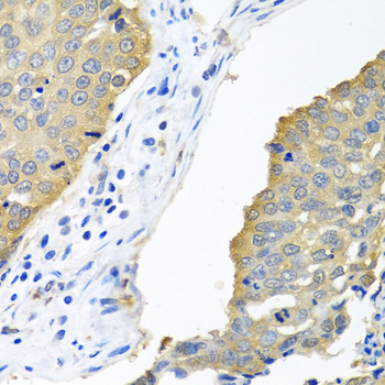 [KD Validated] eIF4E Rabbit pAb