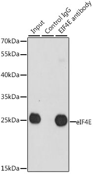 [KD Validated] eIF4E Rabbit pAb
