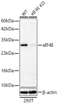 [KD Validated] eIF4E Rabbit pAb