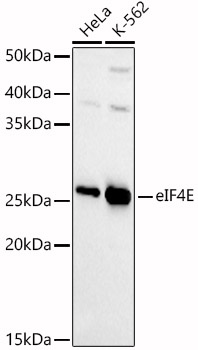 [KD Validated] eIF4E Rabbit pAb
