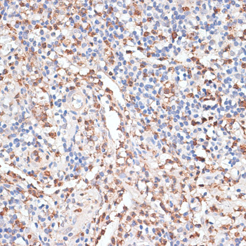 Cathepsin G Rabbit pAb