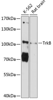 TrkB Rabbit pAb