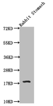 Histone H3 Antibody