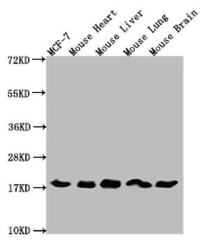 Histone H3 Antibody