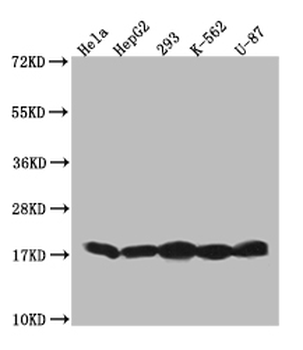 Histone H3 Antibody