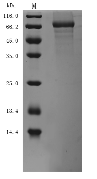Recombinant Mouse Desmoglein-3 (Dsg3), partial (Active)