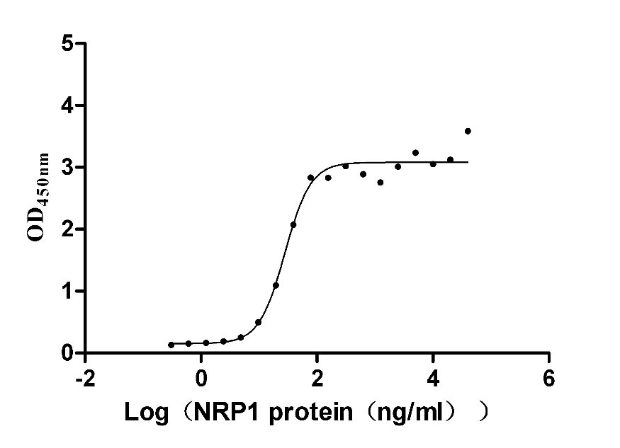 Recombinant Human Neuropilin-1 (NRP1) (Active)