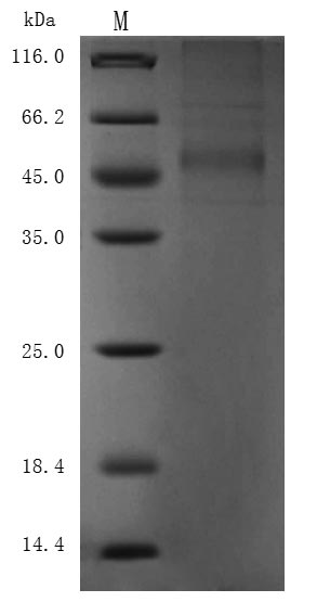 Recombinant Macaca fascicularis Delta-like protein 3 (DLL3), partial (Active)