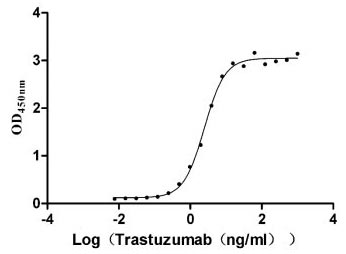 Recombinant Human Receptor tyrosine-protein kinase erbB-2 (ERBB2), partial (Active)