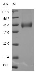Recombinant Human Pro-neuregulin-1, membrane-bound isoform (NRG1), partial (Active)