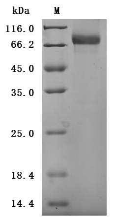 Recombinant Human CD44 antigen (CD44), partial, Biotinylated (Active)