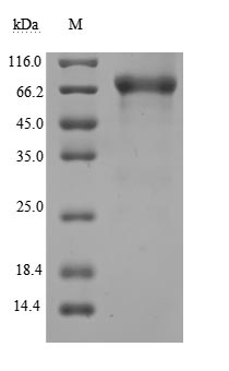 Recombinant Human CD44 antigen (CD44), partial (Active)