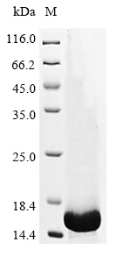 Recombinant Mouse Transforming growth factor beta-1 proprotein (Tgfb1), partial