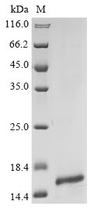 Recombinant Human C-C motif chemokine 16 (CCL16)