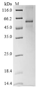 Recombinant Human Vascular endothelial growth factor B (VEGFB)