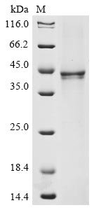 Recombinant Human Fibroblast growth factor 8 (FGF8), partial