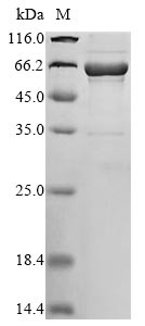 Recombinant Human Interleukin-1 alpha (IL1A), Biotinylated