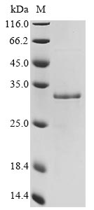 Recombinant Mouse Galectin-3 (Lgals3)