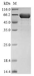Recombinant Rat Interleukin-11 (Il11), Biotinylated
