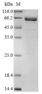 Recombinant Macaca fascicularis Interleukin-11 (IL11), Biotinylated