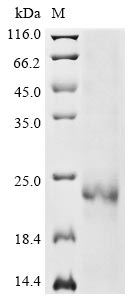 Recombinant Bovine Interleukin-7 (IL7)