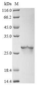 Recombinant Arabidopsis thaliana Ubiquitin-conjugating enzyme E2 8 (UBC8)