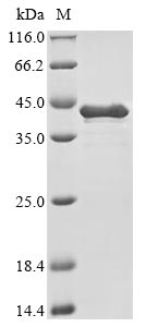 Recombinant Human Heat shock protein HSP 90-alpha (HSP90AA1), partial