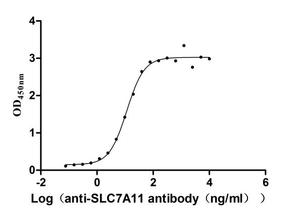 Recombinant Human Cystine/glutamate transporter (SLC7A11) (Active)