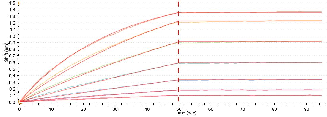 Recombinant Human Cystine/glutamate transporter (SLC7A11) (Active)
