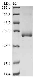 Recombinant Human Azurocidin (AZU1)