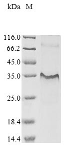 Recombinant Human Interleukin-7 receptor subunit alpha (IL7R), partial