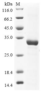 Recombinant Enterovirus A71 Genome polyprotein, partial