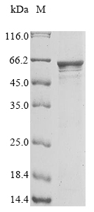 Recombinant Human Leucine-rich repeat-containing protein 15 (LRRC15), partial