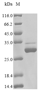 Recombinant Bovine Collagen alpha-3 (IV) chain (COL4A3), partial