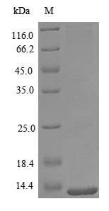 Recombinant Mouse C-C motif chemokine 4 (Ccl4)