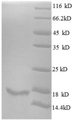 Recombinant Human Interleukin-15 (IL15)