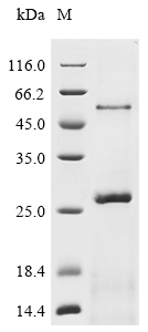Recombinant Bat coronavirus HKU3 Spike glycoprotein (S), partial