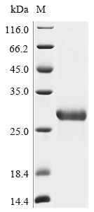 Recombinant Bat coronavirus HKU9 Spike glycoprotein (S), partial